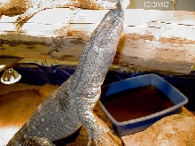 Blackthroat Monitor eating