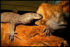 Blackthroat Monitor pair