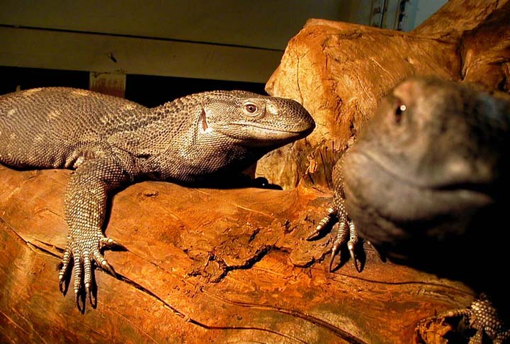 Blackthroat Monitor pair