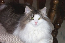 Mycoon Phil