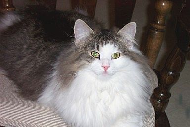 Mycoon Phil