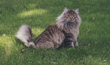 Mycoon Tait