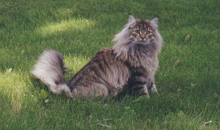 Mycoon Tait