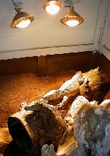 Blackthroat pair basking
