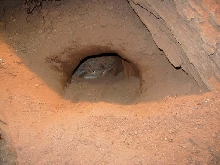 Blackthroat peaking out of burrow