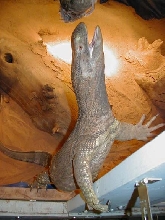 Hungry blackthroat monitor