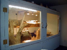 Blackthoat Monitor cage shot