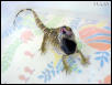 Baby blackthroat monitor