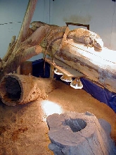 Blackthoat Monitor cage shot