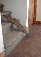 Blackthroat Monitor