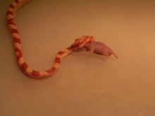 feeding pic 3