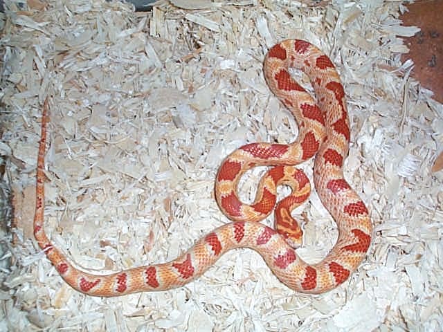 amelanistic corn