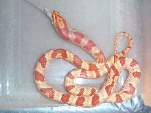 this is my pretty