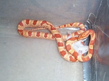 same snake
