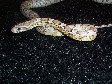 juvie ghost 1