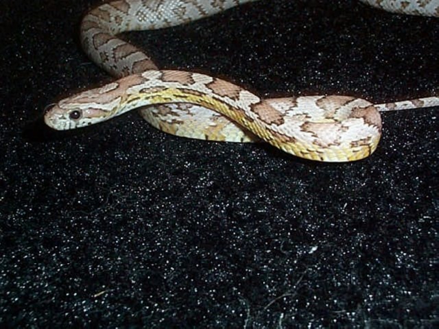 juvie ghost 1