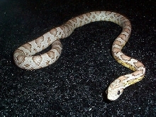 juvie ghost 2