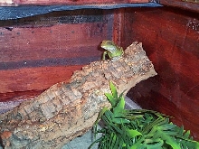 and the water dragon to match it