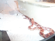what morph