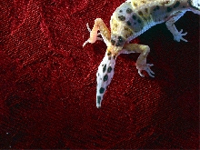 tail