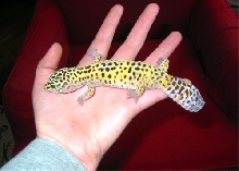 geckie