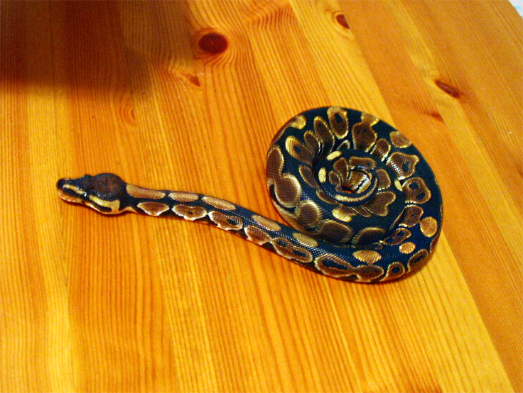 nariko