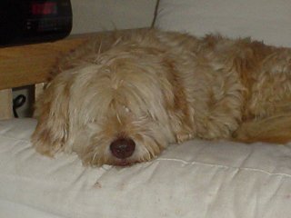 scruffy