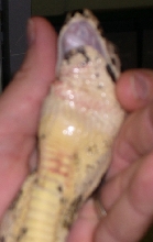 Prior to Surgery