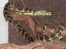 carpet python