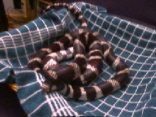 after his shed