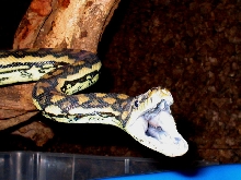 variegata