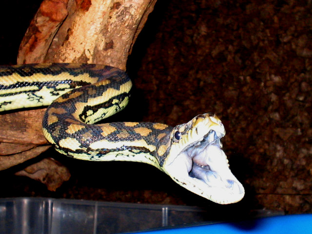 variegata