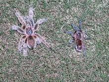 What kind of Tarantula's? what sex?