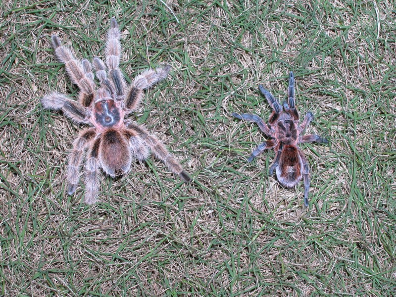 What kind of Tarantula's? what sex?