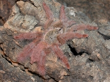 Tapinauchenius gigas
