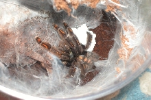 P. irminia with eggsac