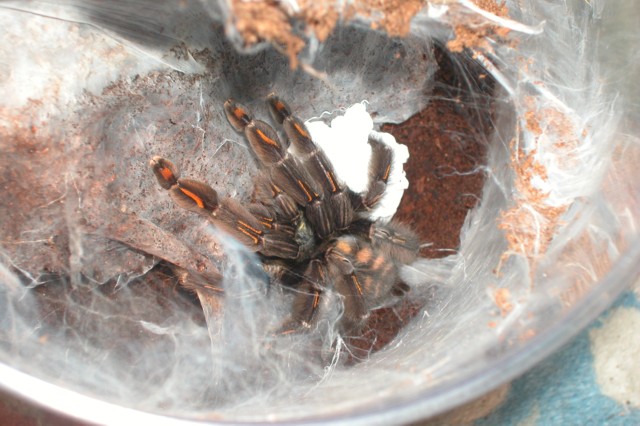 P. irminia with eggsac