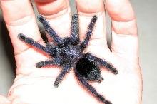 Avicularia purpurea