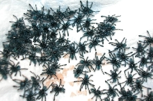 Avic. versicolor s'lings
