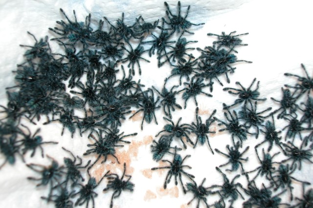 Avic. versicolor s'lings