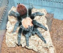 B. ruhnaui (female)