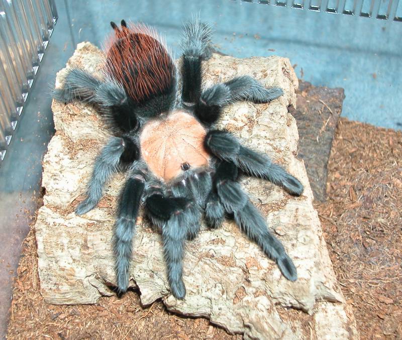B. ruhnaui (female)