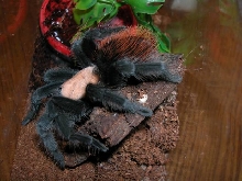 Brachypelma ruhnaui