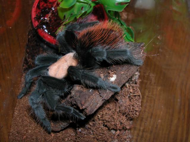 Brachypelma ruhnaui