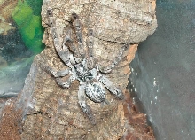 H. maculata