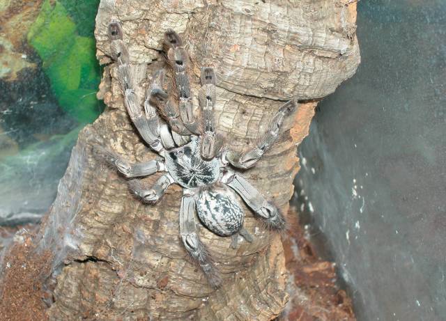 H. maculata