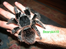 Lasiodora parahybana