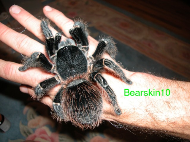 Lasiodora parahybana