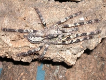 Poecilotheria striata