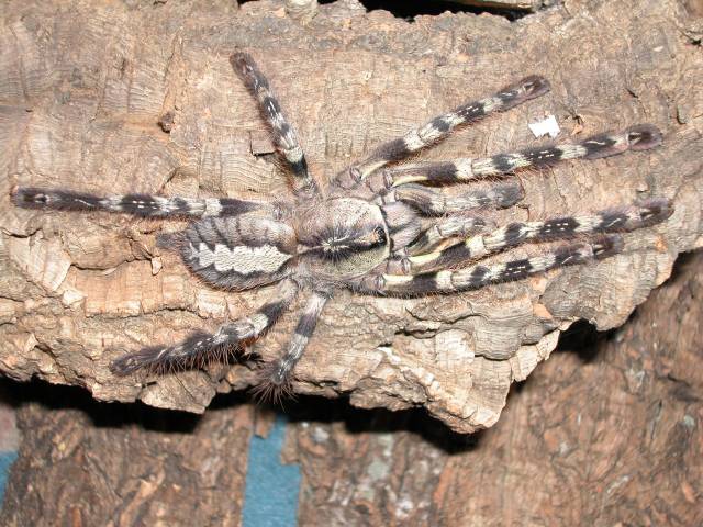 Poecilotheria striata